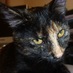 Pickle TheCat (@TheCatPickle) Twitter profile photo