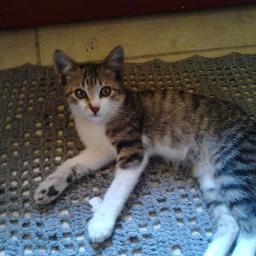 emersonsantosoi's profile picture. 