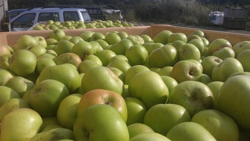 Used to have a paid job now growing apple's on the family farm. oh and doing a bit of skiing in the winter.