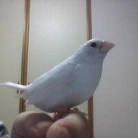 Hiroshi Takahashi (@hj7htkhs) 's Twitter Profile