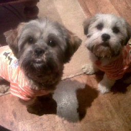 Two exceptional furry angels