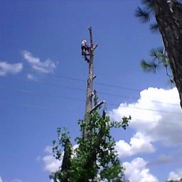 jondavistree's profile picture. Jon Davis Tree Service is Licensed, Insured, And Fully Bonded 352-799-3494