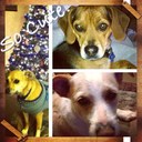 Veronica Schindler - @Vern31 - Twitter