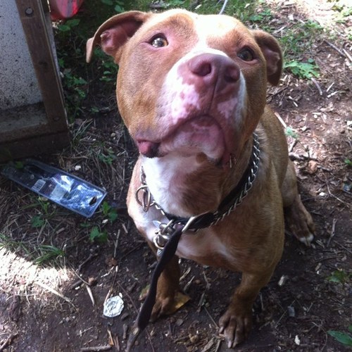 roughliferusko's profile picture. I like to chase squirrels, go for long walks and eat garbage.