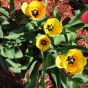 Marcie Davidson - @Lostmarbles777 - Twitter