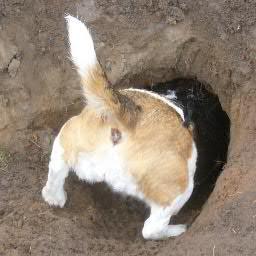Supporting the search for missing Beagles across the UK. Please give your support by helping in local searches & retweeting to raise awareness to get them home.