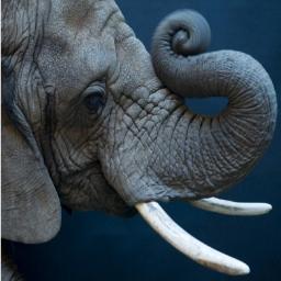 La trompa de elefante como un pulso de energía, sera una útil herramienta tecnológica.