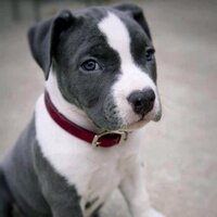 kaiser (@kaiser77181) 's Twitter Profile