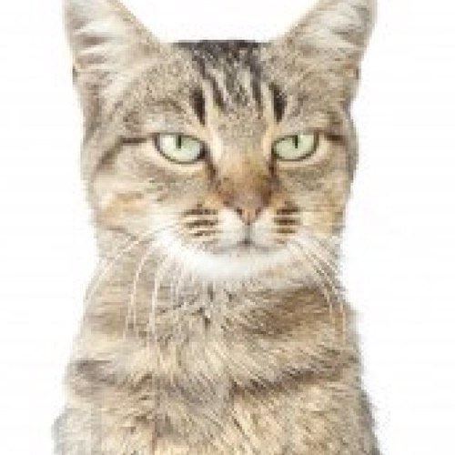 stripedPaw_jsbd's profile picture. Got a new mate @ScarFace_1551