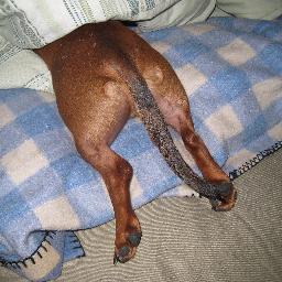 Henry aka Hank the Worm is a not-so-miniature Dachshund who loves to be the center of attention. Check him out on YouTube and be sure to SUBSCRIBE!