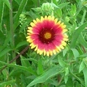 Fran Young - @franeyoung - Twitter