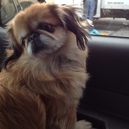 My name is Johann, aka pooh-bear, pooberry, Jo-Meister. #pekingese