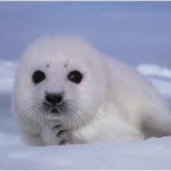 I'm not actually a baby seal. Sometimes I go by Frosty. And apparently I am also a white supremacist!