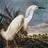 UofSCRareBooks's profile image