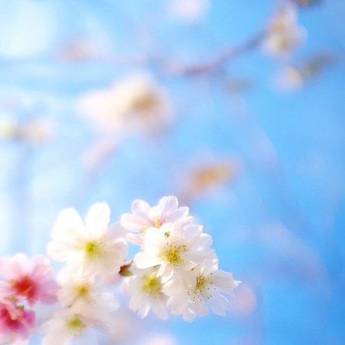 daytona_33's profile picture. 海賊王をやっつける(^-^)/