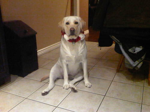 butcherer_joe's profile picture. 