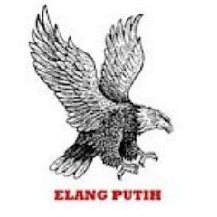 Download 85 Koleksi Gambar Elang Putih Paling Bagus Gratis