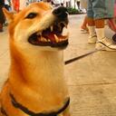 Jimmy Clemente - @ShibaInus97 - Twitter