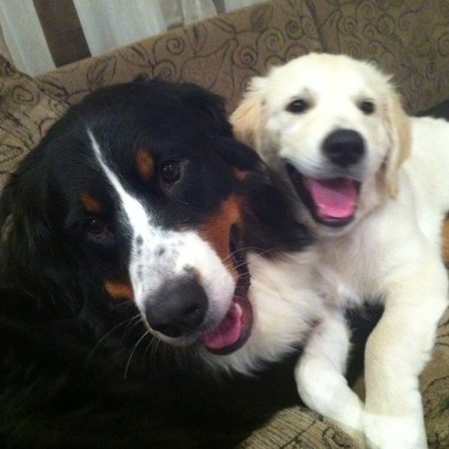 Rory (Aurora) is a Bernese Mountain Dog. An adorable terror. She has 2 Golden Retriever siblings; Jazz and Indy