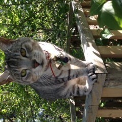 MaxxEcat's profile picture. I rule a kingdom in a land far away..Likes: tuna, sleeping  and eating.I am a cat goddess plotting to take over the world