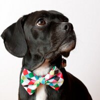 Nixon Kiertzner (@nixkiertz) 's Twitter Profile