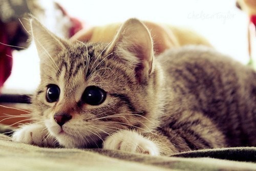 взаимеый фолловинг, followback, following
