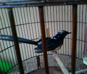 Jual Beli Burung Kicau