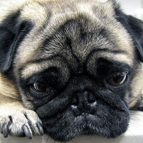 APugsVoice's profile picture. My name is Mason and I’ve been told that I am exceptionally handsome. Not really interested in appearance unless it gets me food.