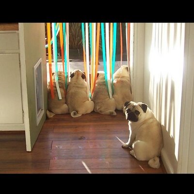 pugs sos pugs sos pugssos pugs sos pugs sos pugssos