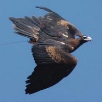 Bob Gosford (@bgosford) 's Twitter Profile