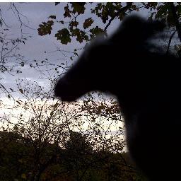 zippymorrocco's profile picture. Searching