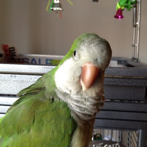 einstein_green's profile picture. 