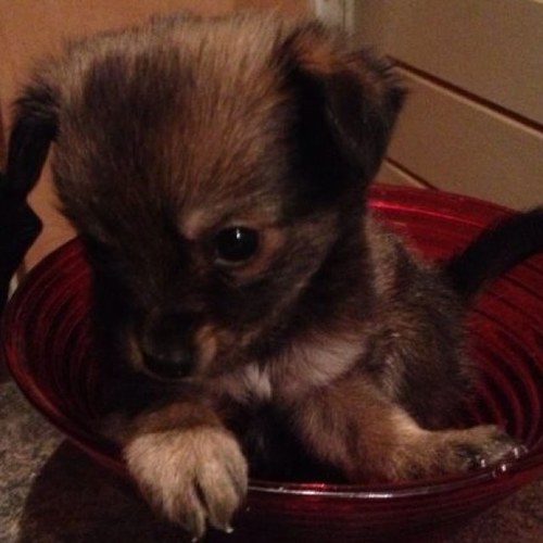 AstridDraaisma's profile picture. 