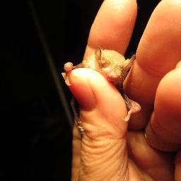 Founder of Adelaide Bat Care.  Love all animals sometimes better than humans!!!  Join us on the Adelaide Bat Care Facebook Page!