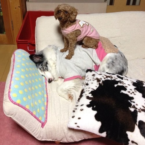 始めてみました♪
