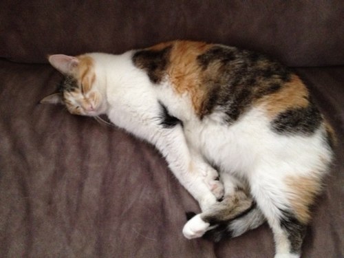 cat lover, lives to travel, IT professional, photographer, car enthusiast