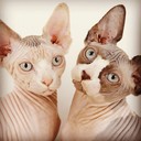 Abel Jacob - @AbelJacob903 - Twitter