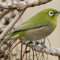 Birds@マインクラフト (@birds_pclife) Twitter profile photo