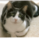 misskitysplace's profile picture. 