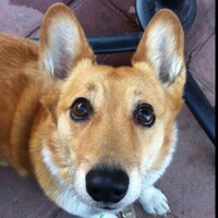 Sutter Brown (@sutterbrown) 's Twitter Profile