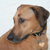 We're the SoCal branch of org that provides rescue, care & adoption of Rhodesian Ridgebacks in need.