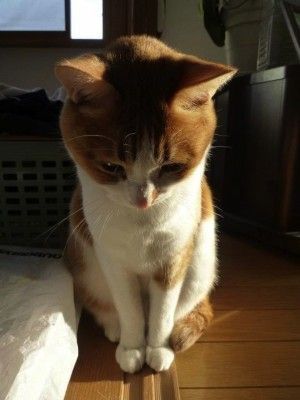 徒然なるままに。