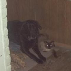 bestpandamedic's profile picture. No clue what I'm doing.