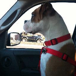 2boxers4zay's profile picture. 