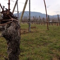 Domaine Gilg (@domainegilg) Twitter profile photo