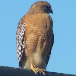 BettyTylerRDF's profile picture. 