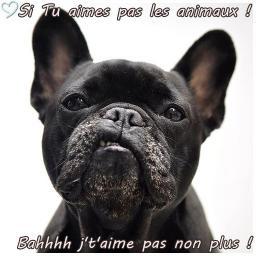 ✊🏽👊🏽 Antispéciste Abolitionniste 👊🏽✊🏽   _-_-_-_-_-_-_-_-_-_-_-_-_-_-_-_-_-_-_-_-_-_-  😏 Trolleuse de nécrophages et de welfaristes à mes heures perdues...   😜