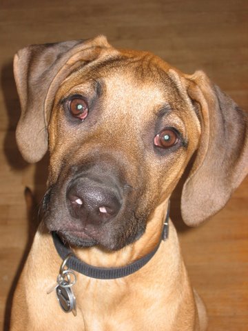 A hound and his family travel through Latin America