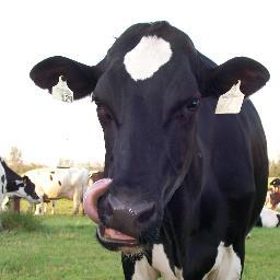 tevandergun's profile picture. Owners/Operators at VANDERGUN DAIRY. Producing 100% Canadian milk ,you find in all grocery stores . Enjoy .