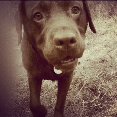 I am a 5 year old chocolate lab. I got new boss's in March 2012 & this is an account of how I am getting on!